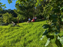 Himmelsliege beim Kreisobstlehrgarten